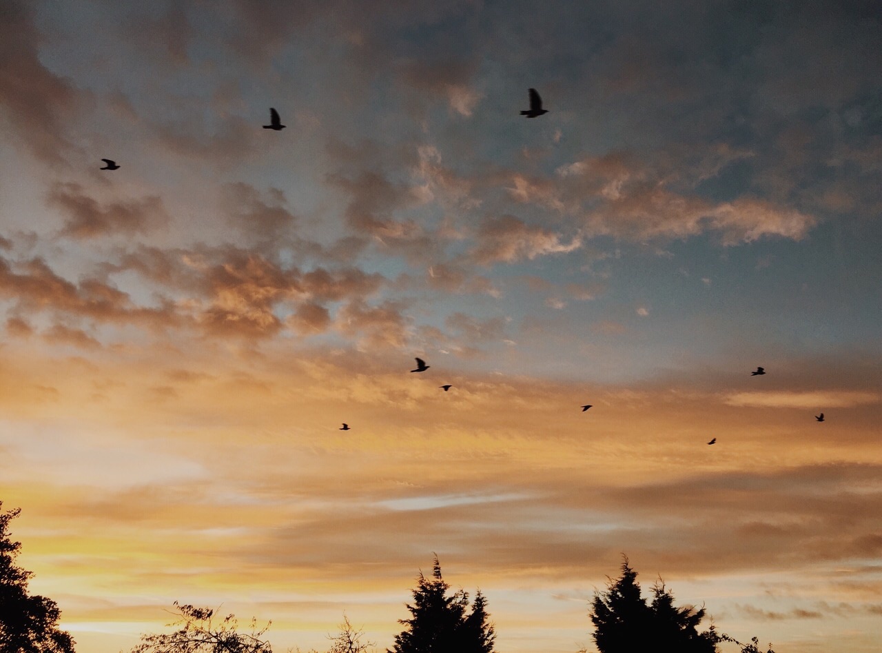 orange and blue tinted sunset sky with a flock of birds flying across the scene